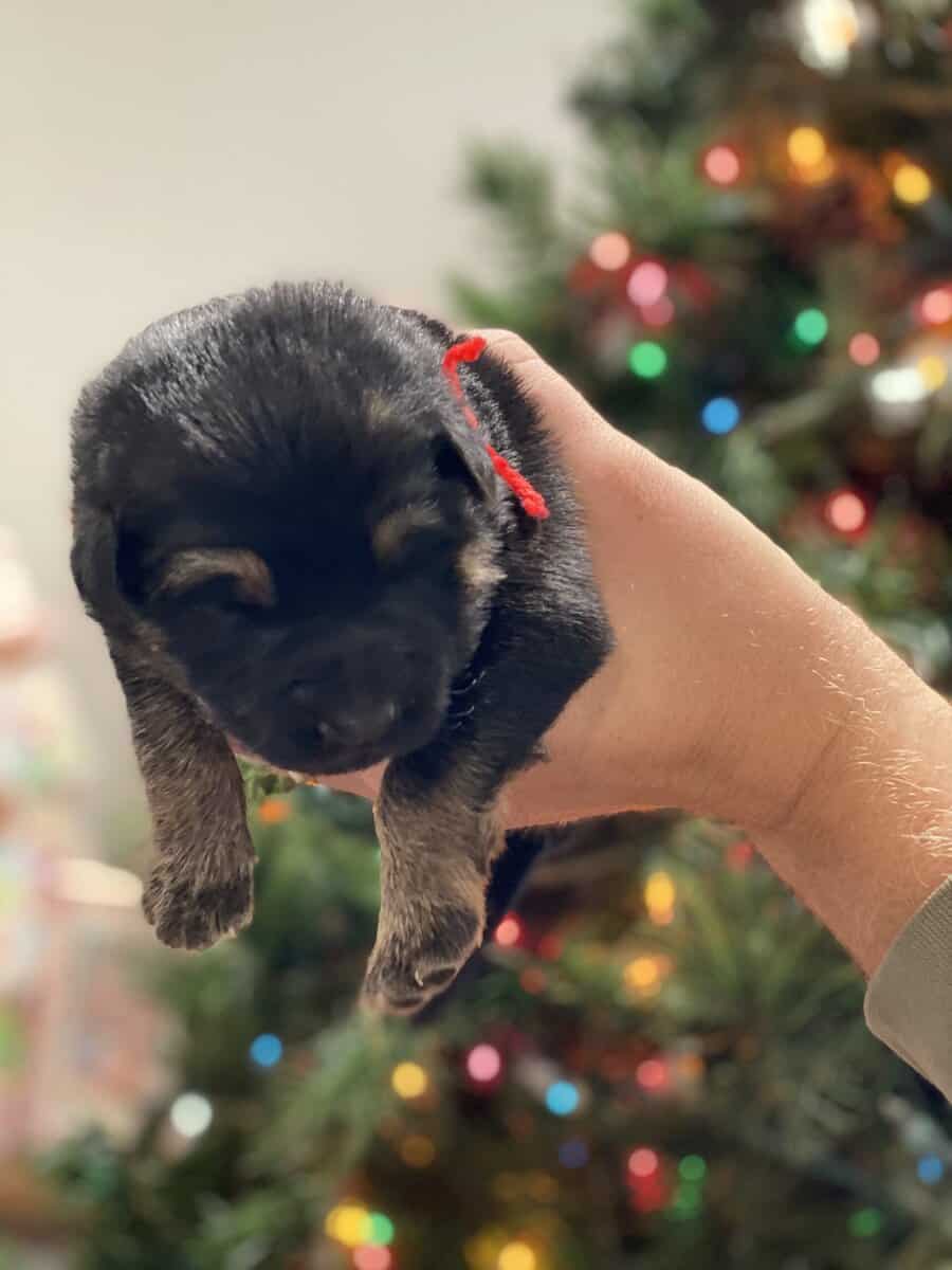 AKC Registered German Shepherd Puppies — 9 Availab image 3