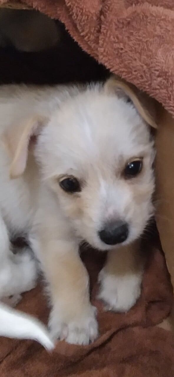 Jack Schnauzer image 1