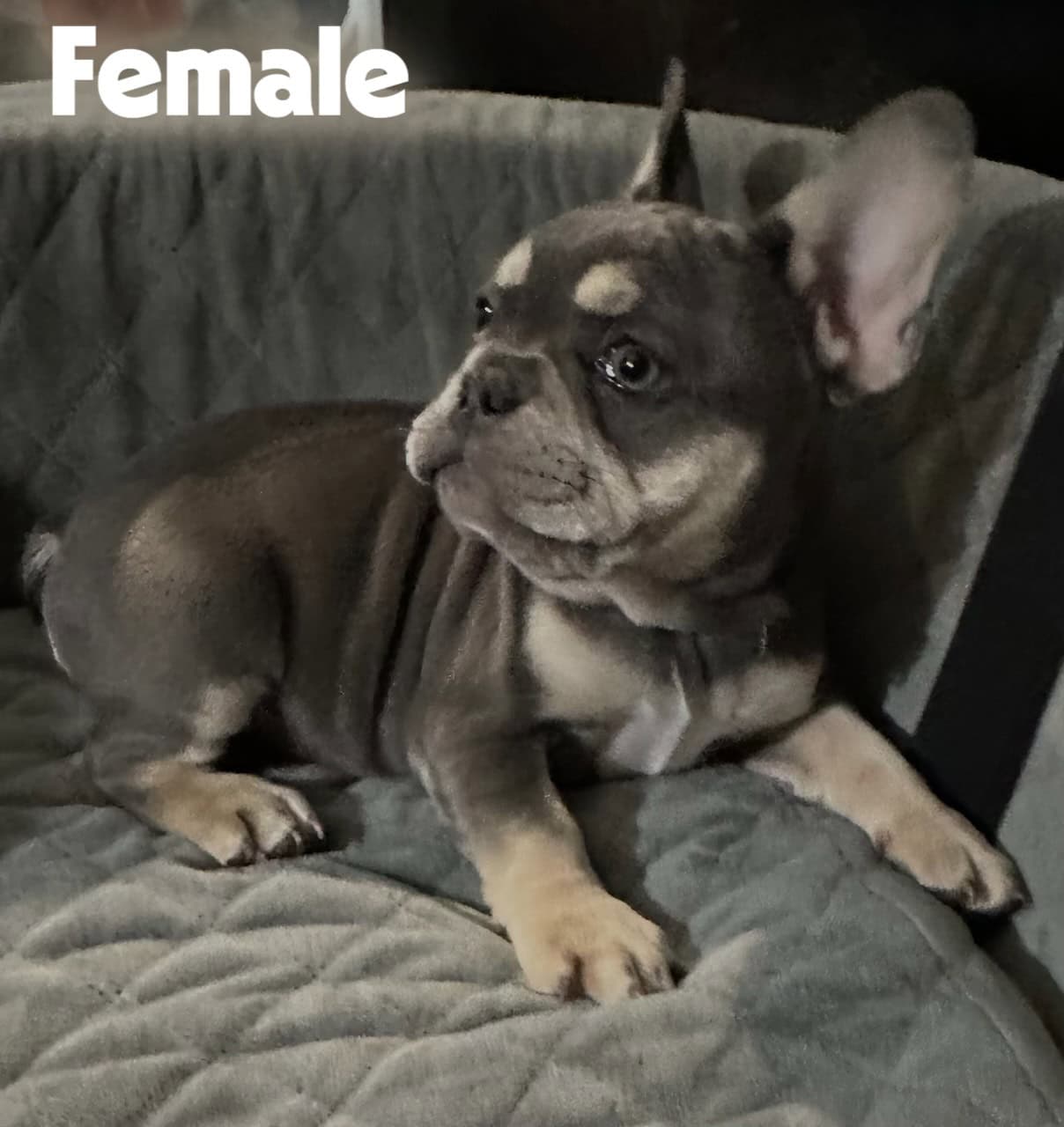 French Bulldogs AKC image 4