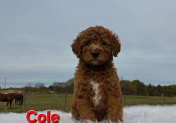 Akc red male mini poodle puppy