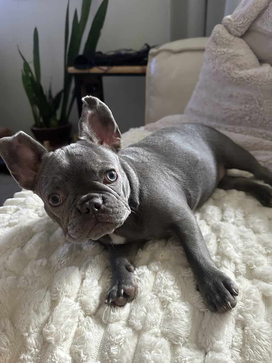 Lilac Female French Bulldog 1 year 5 months image 3