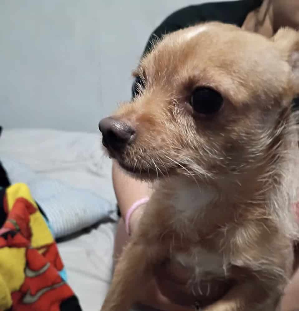 Chihuahua puppies image 1