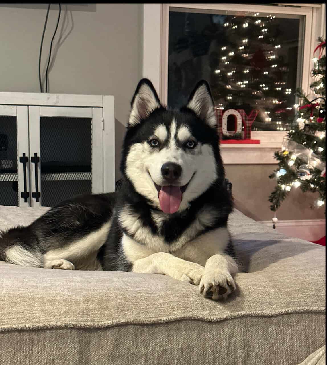 Husky - purebred female image 1