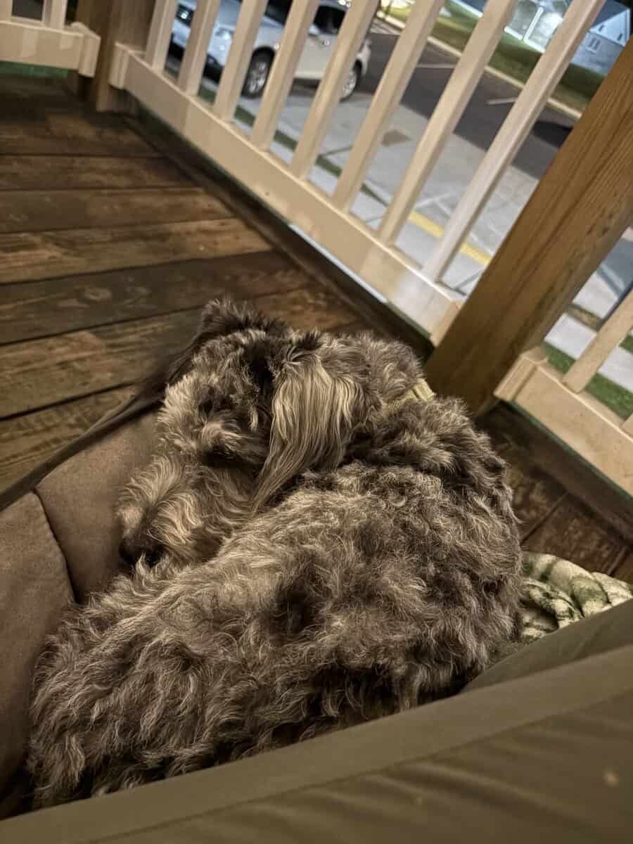 Miniature sheepadoodle image 2