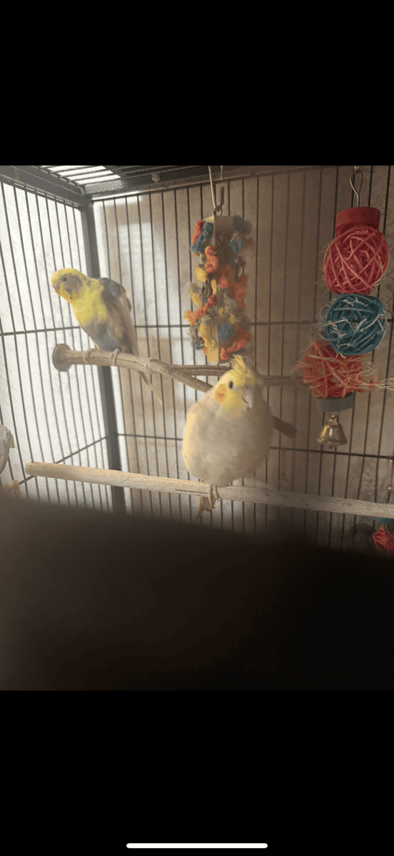Parakeet, cockatiel, bird cage, and accessories image 2