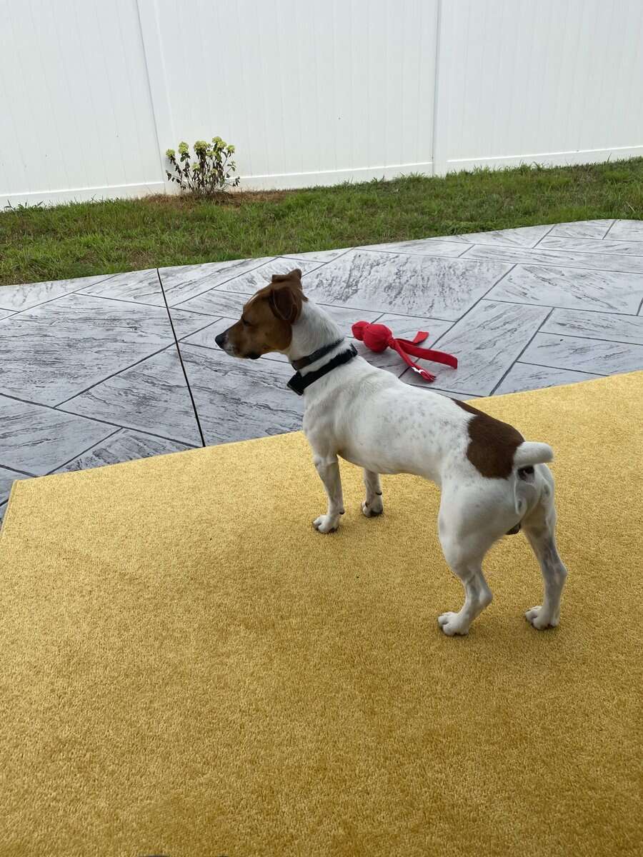 Meet Comet — The Sweetest Jack Russell image 1
