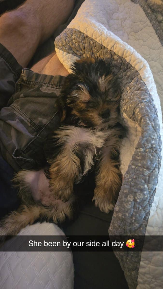 Female Yorkie puppy for sale image 1