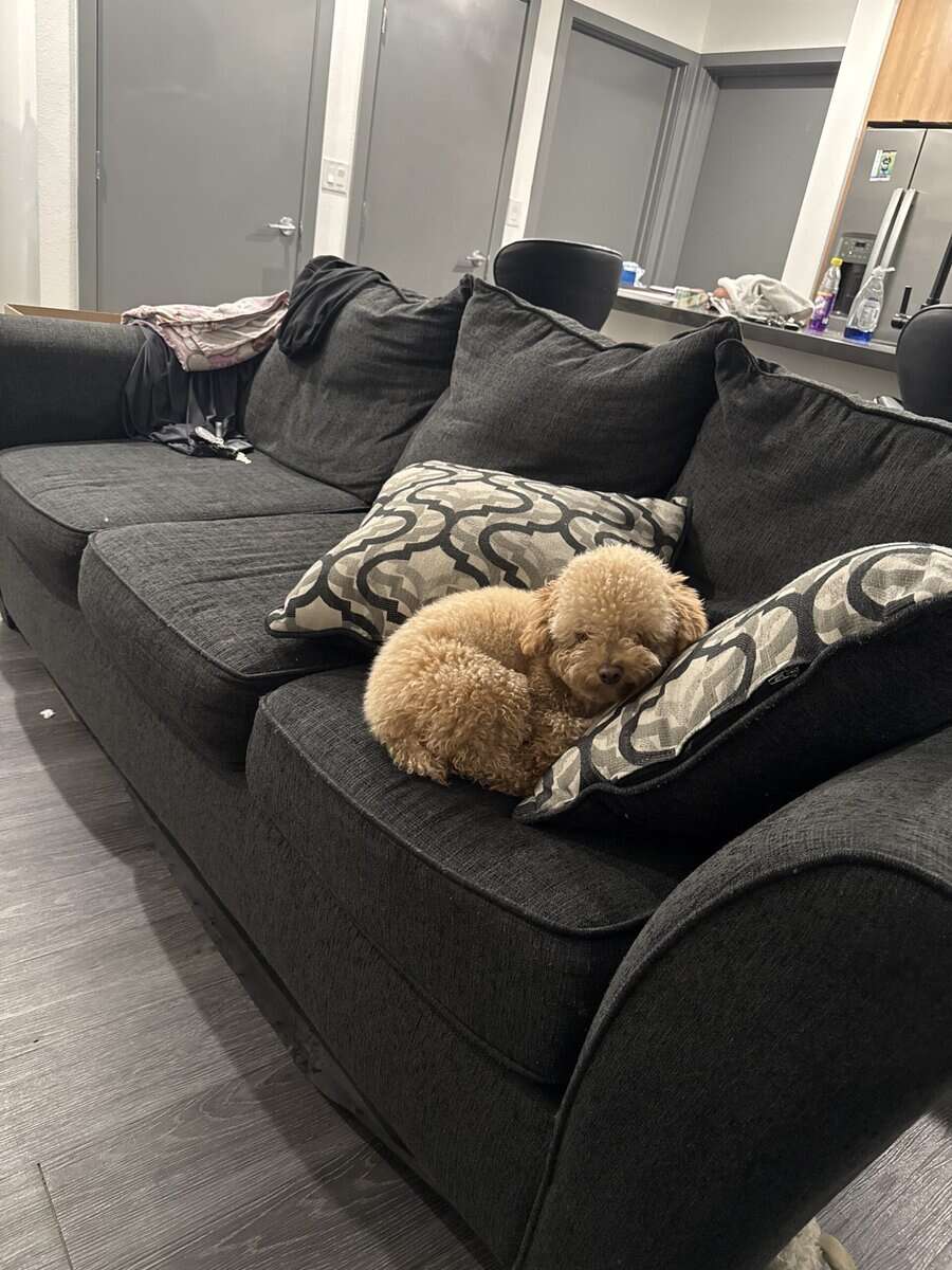 Toy poodle image 3