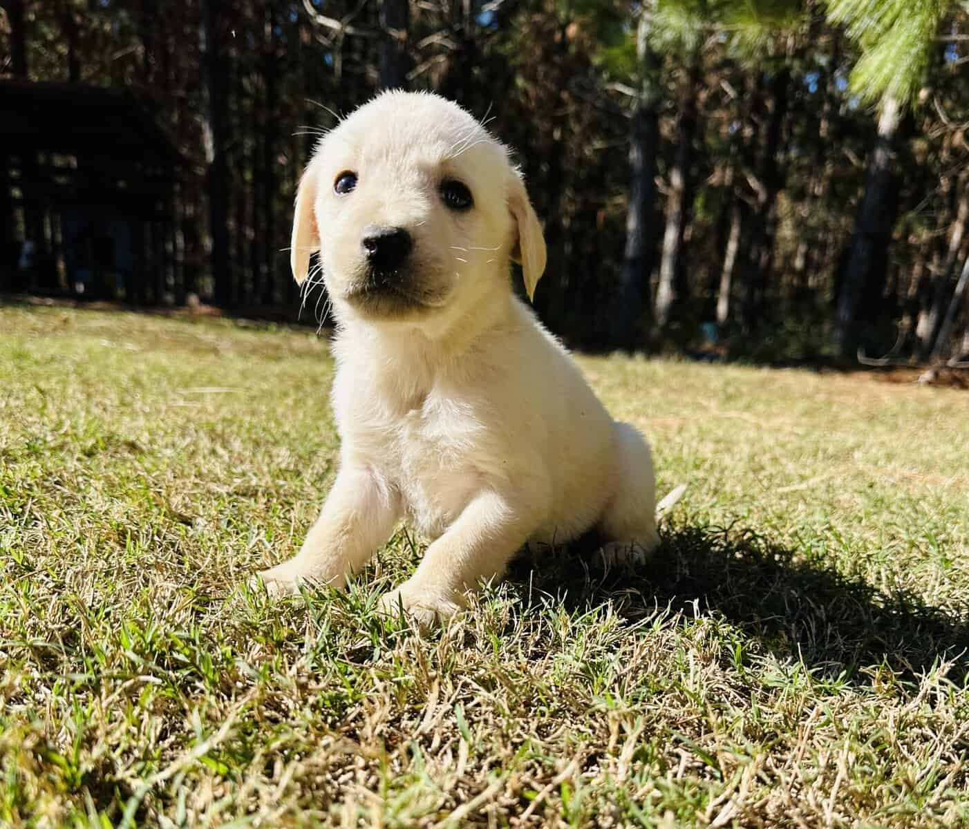 AKC LABRADOR PUPPIES image 4