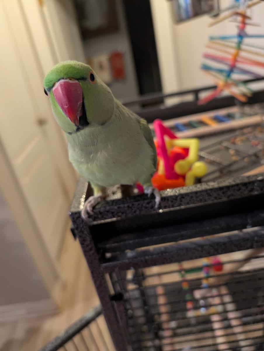 Indian Ringneck image 2