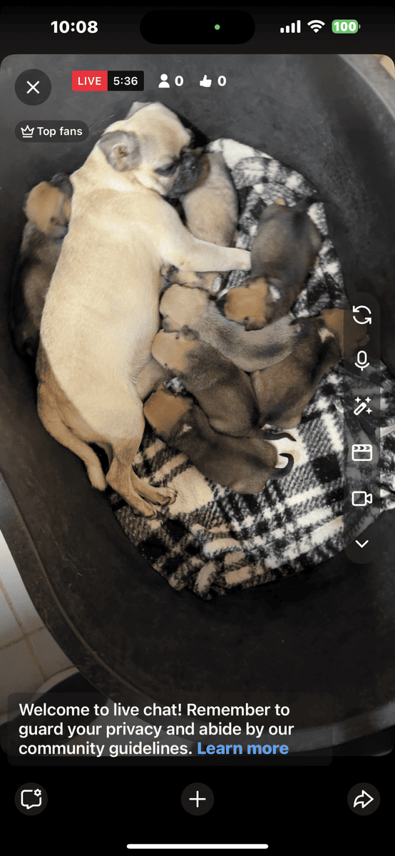 Pug / Australian shepherd mux image 3