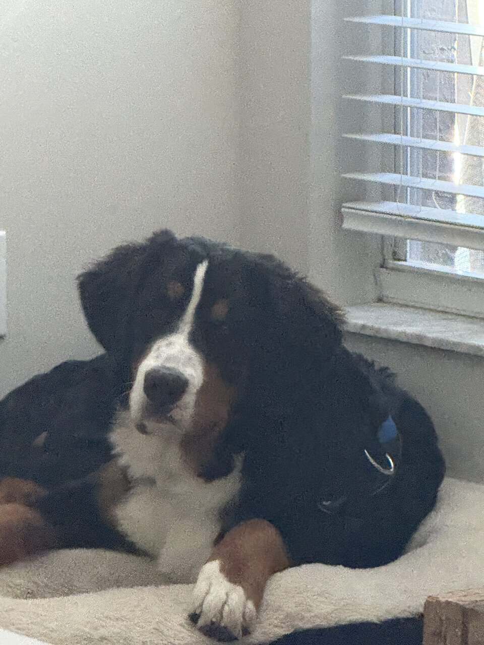 AKC registered image 1