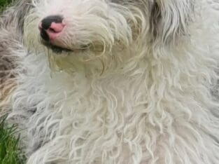 Mini labradoodle bright blue eyes Ship included.