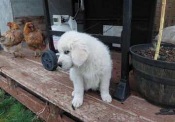 Great Pyrenees puppies