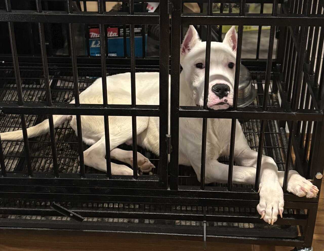 1 year old male dogo image 2