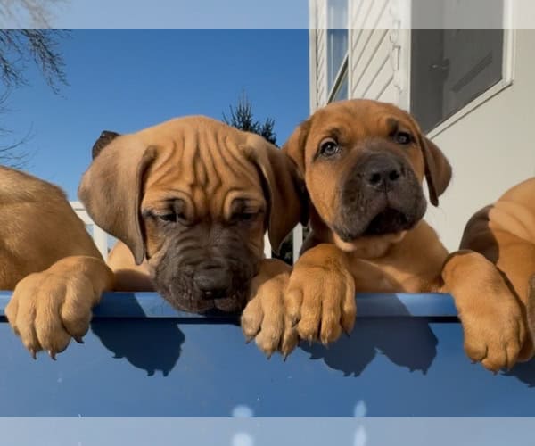 Boerboel–Cane Corso Puppies -- Ready to go! image 6