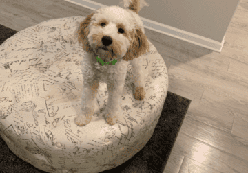 7 month old golden doodle