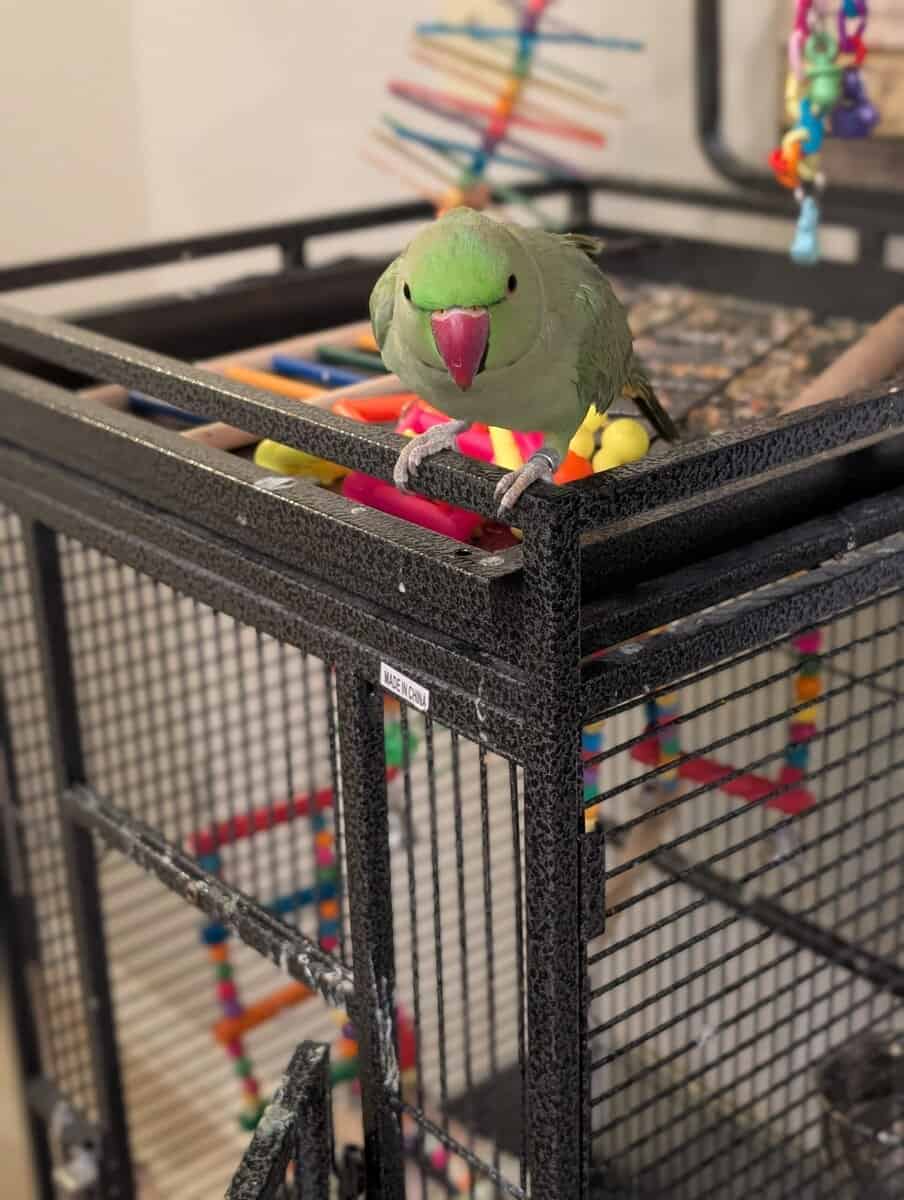 Indian Ringneck image 1