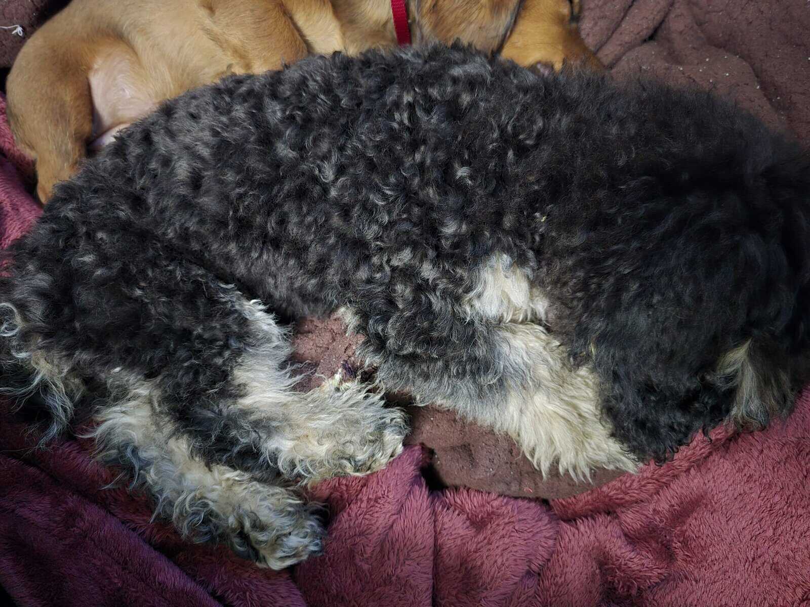 Mini poodle image 3
