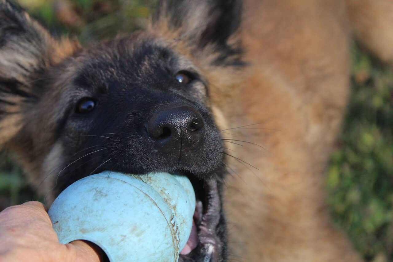 "Alligator" Male Belgian Tervuren Puppy image 2