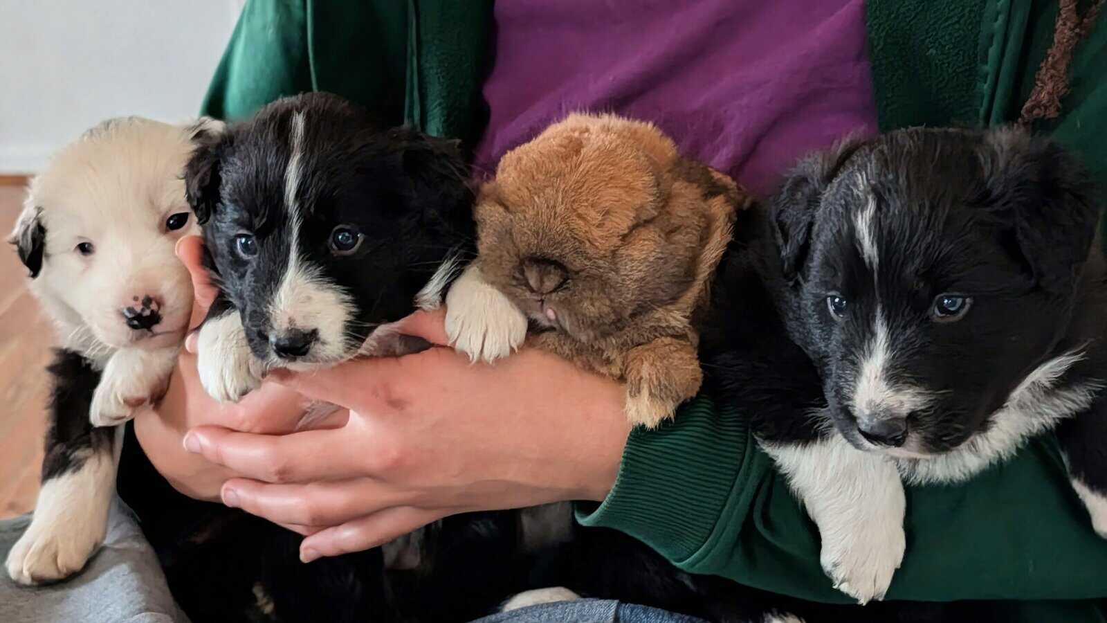 Border Collie Puppies image 1