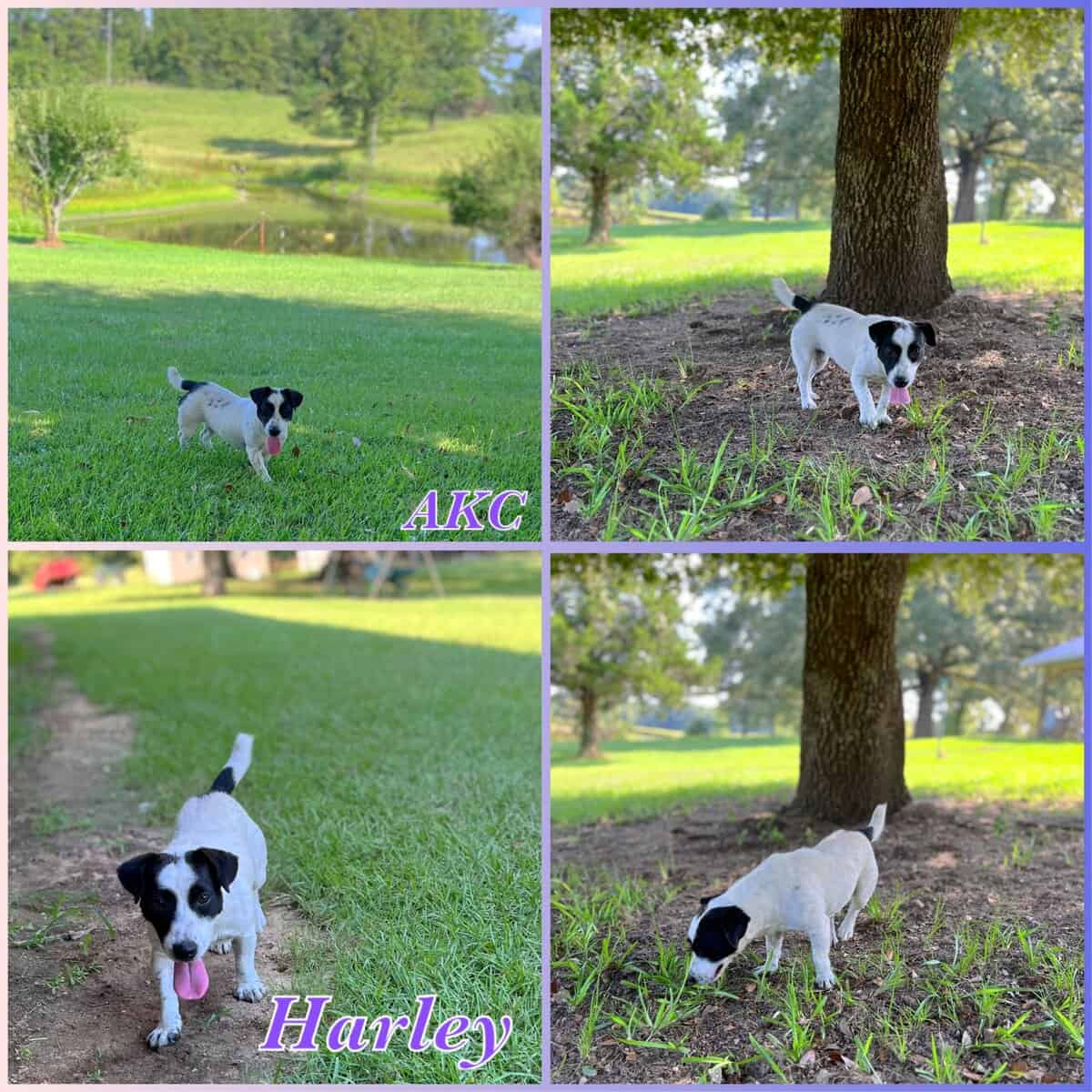 Male shorty Jack AKC image 3