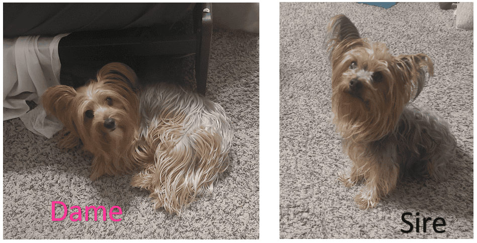 Zippy-Yorkie image 4