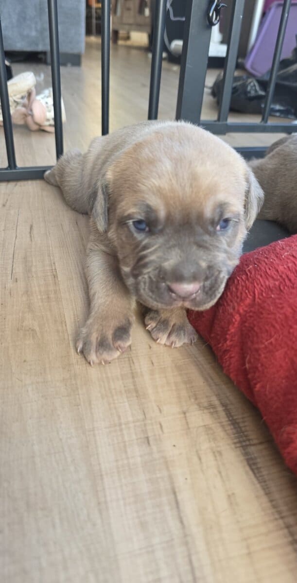 PURE CANE CORSO PUPS🐾 image 6
