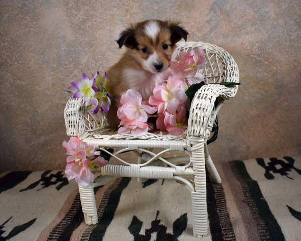 Adorable Small AKC male image 1
