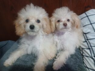 Poodle Puppies