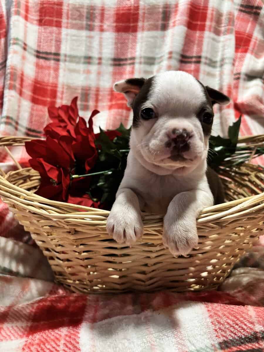 Boston Terrier puppies image 3