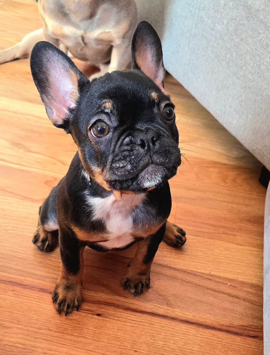 AKC Female frenchie for sale image 1