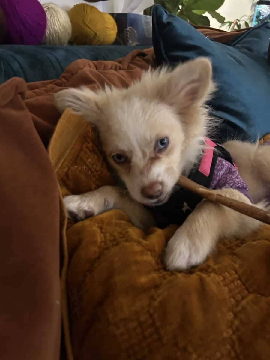 Harlow Pomeranian Puppy image 3
