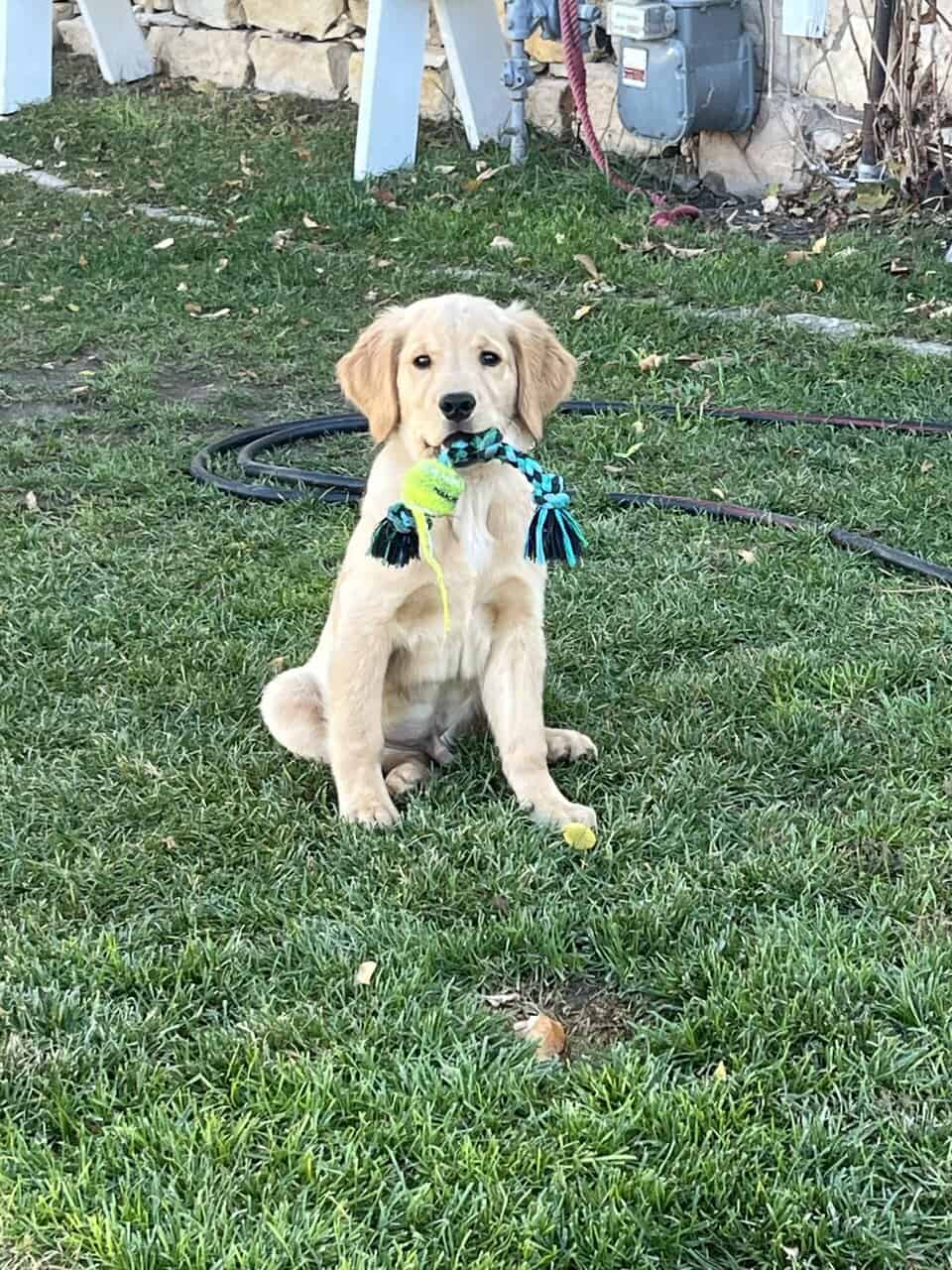 AKC Trained Golden Retriever image 6