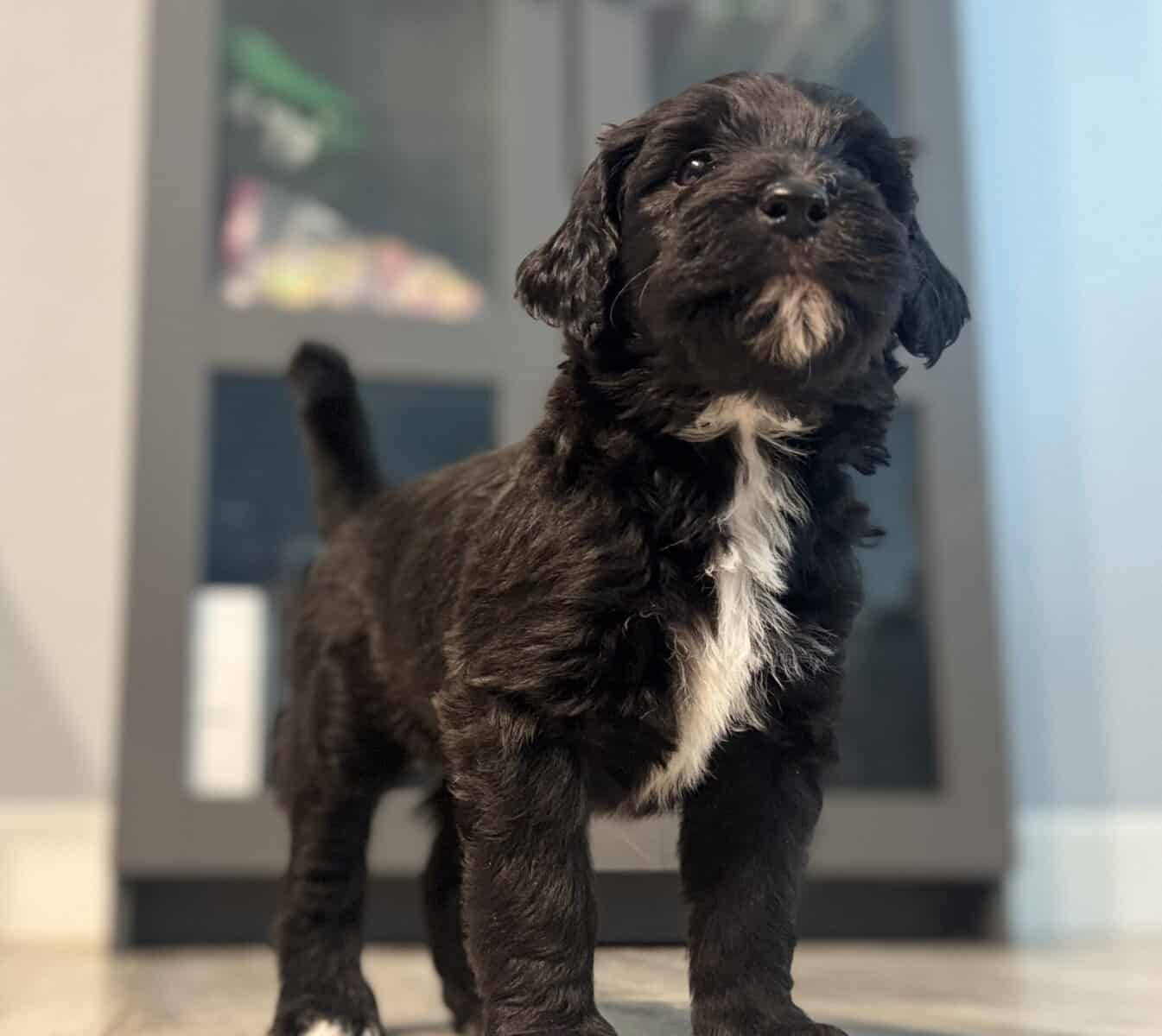 Bernedoodle pups image 3