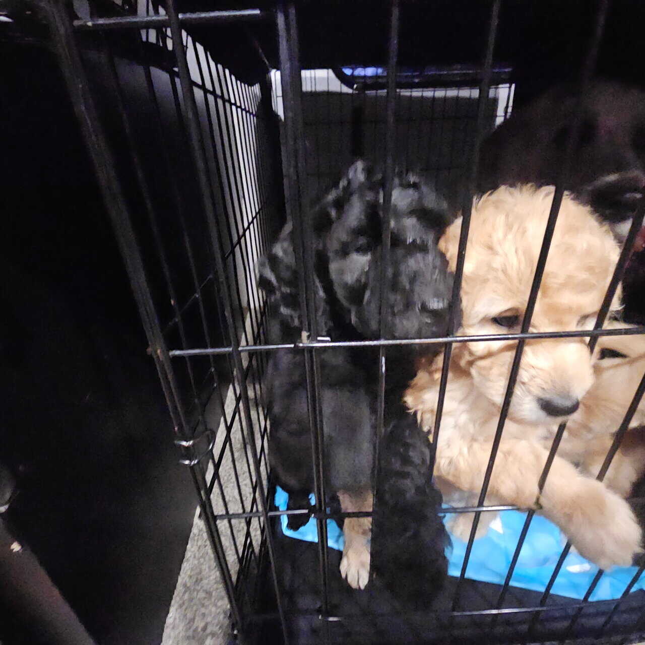 Goldendoodle puppies image 5