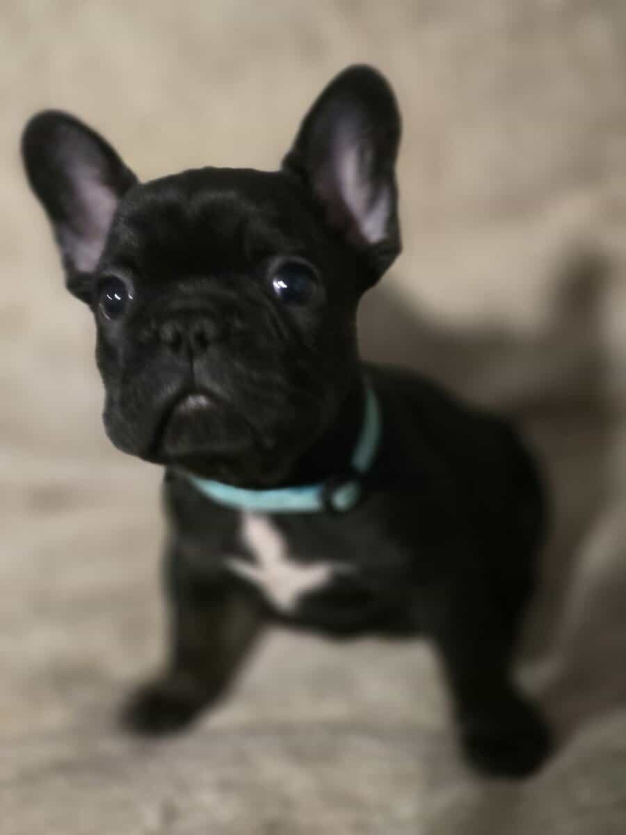 French bulldog puppies image 8