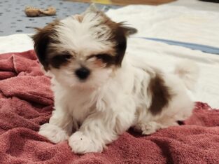 Shih Tzus For Sale