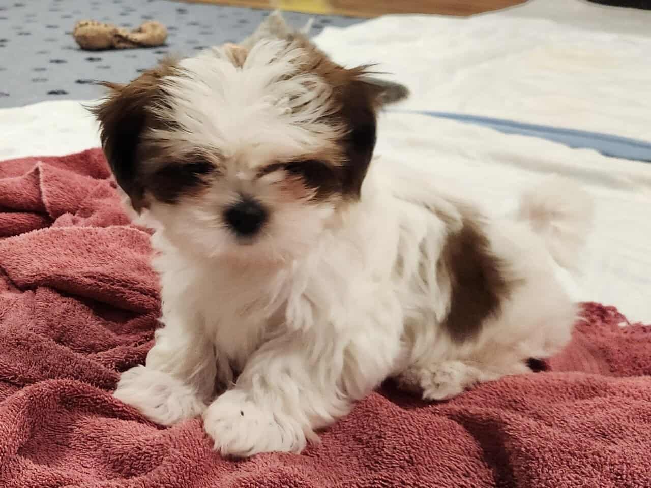 Shih Tzus For Sale image 1