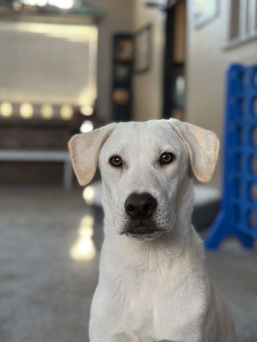 Sweet boy!! image 1