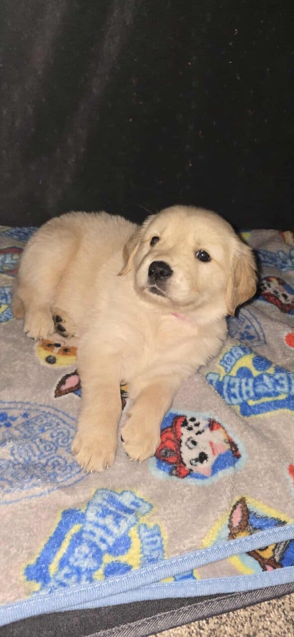Golden Retriever puppies for sale image 1