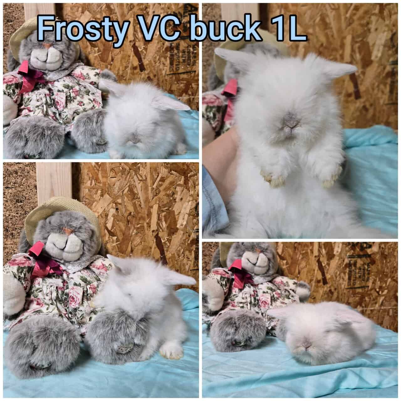 Teddywidder bunnies image 5