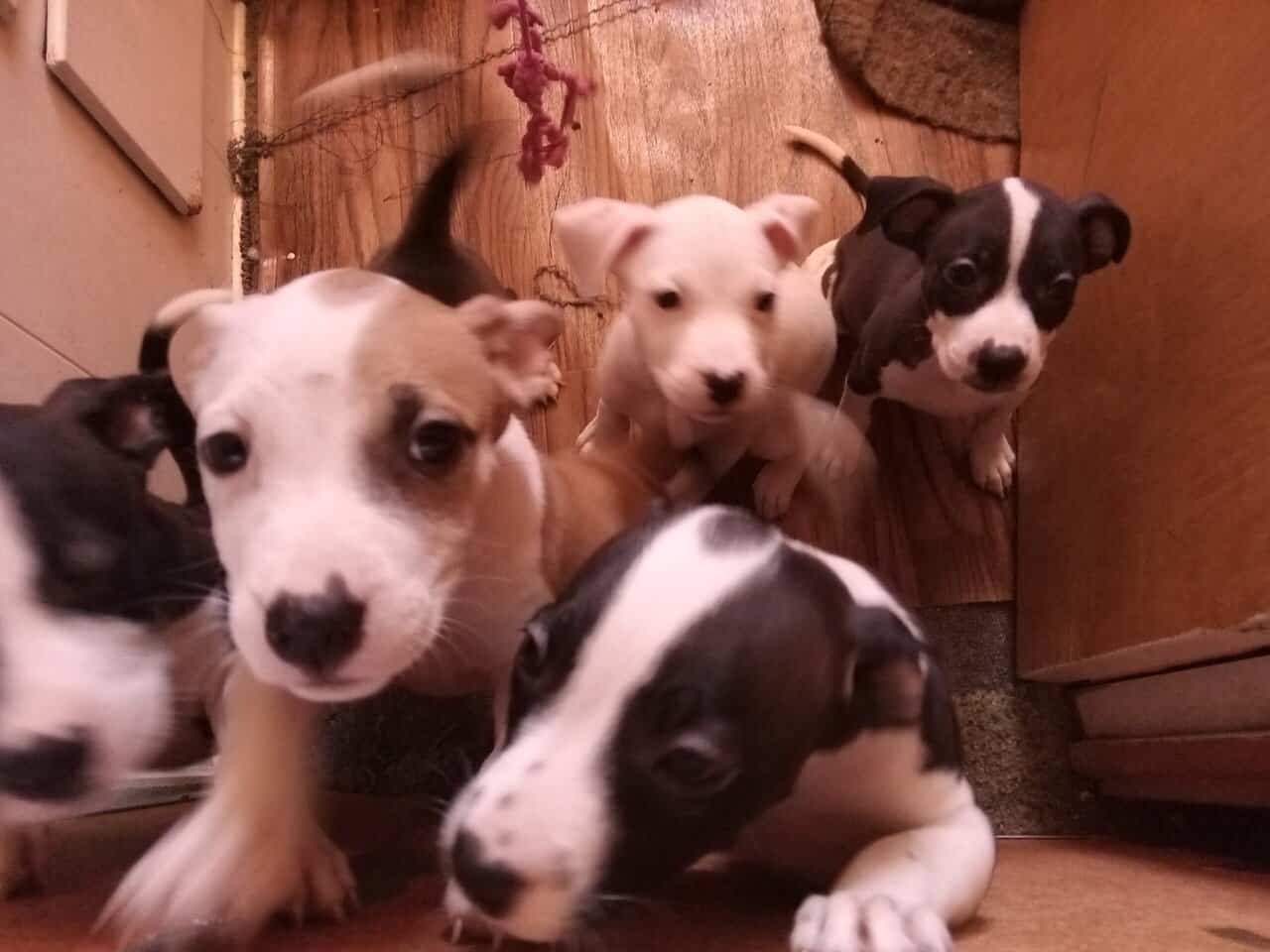 Puppies for sale image 1