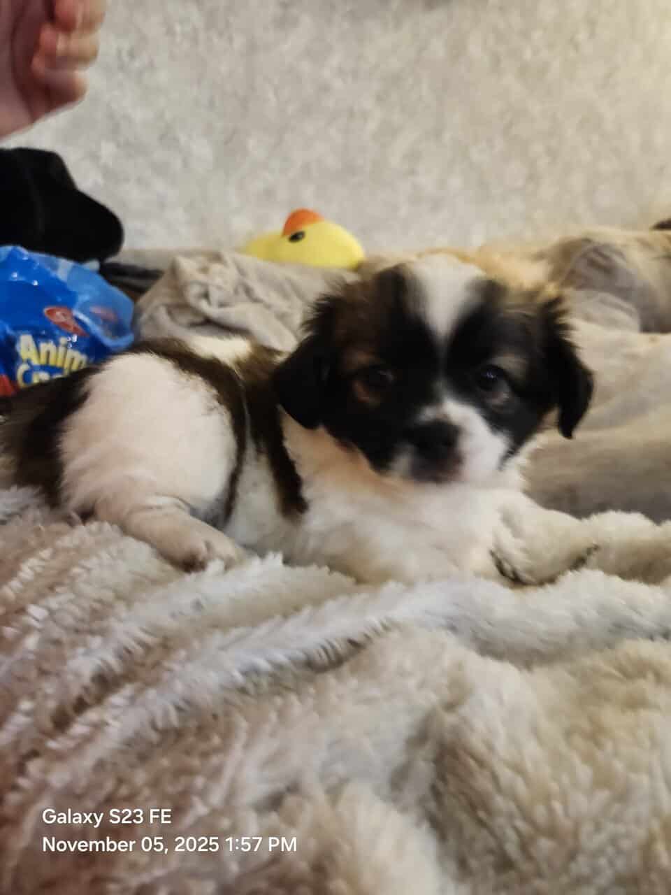 Shima Yorkies image 2