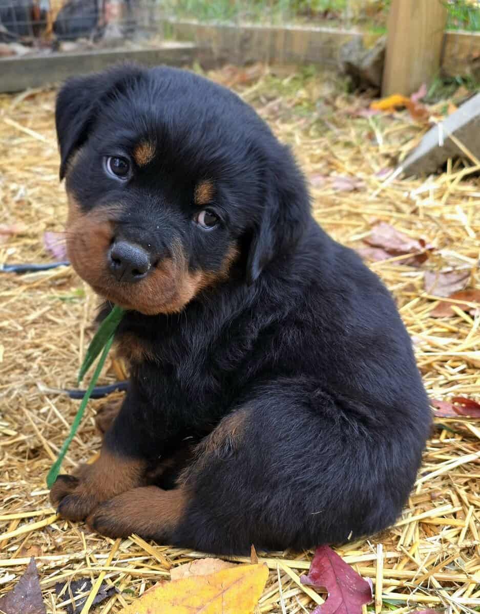 Rottweiler Puppies image 8