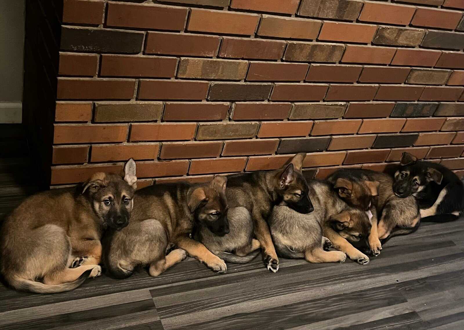 German Shepherd image 7