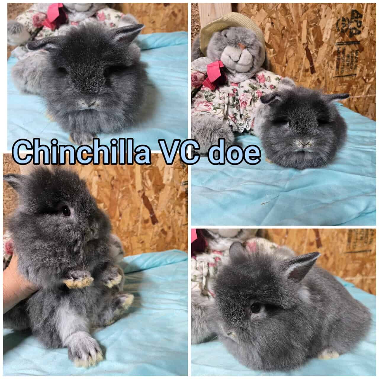 Teddywidder bunnies image 9