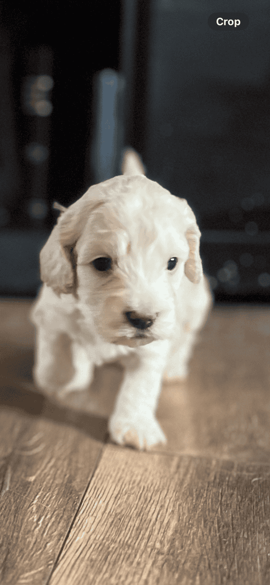 Cockapoo puppies image 2