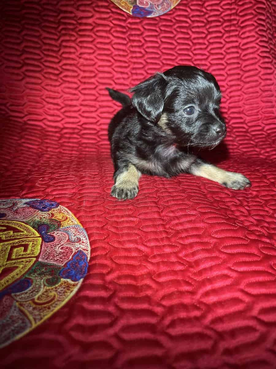 Chihuahua Puppies image 3