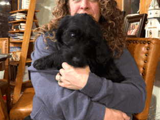 ONE LEFT: Adorable Goldendoodle/Labbe puppies